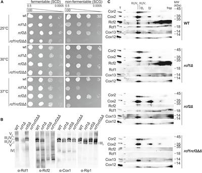 Rcf1 Modulates Cytochrome c Oxidase Activity Especially Under Energy-Demanding Conditions